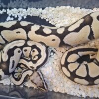 ボールパイソン（パステルデザートゴースト）25CB オス