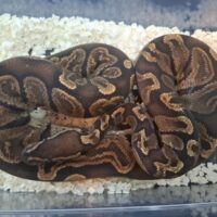 ボールパイソン（GHI  het ウルトラメル）25CB オス