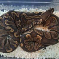 ボールパイソン（GHI  het ウルトラメル）25CB オス