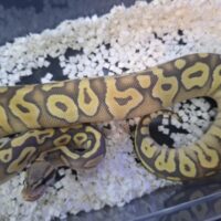 ボールパイソン（パスタべゴースト）25CB メス