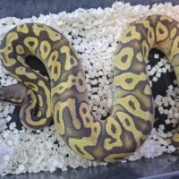 ボールパイソン（パスタべゴースト）25CB メス