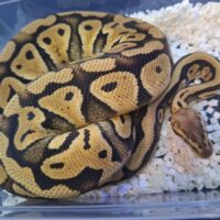 ボールパイソン（パステルDhetクラウン,パズル）25CB メス