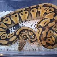 ボールパイソン（パステルDhetクラウン,パズル）25CB メス