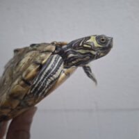 バーバーチズガメ（甲長約12cm）メス