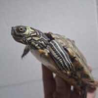 バーバーチズガメ（甲長約12cm）メス