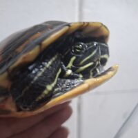 アラバマレッドベリー（甲長約14,5cm）