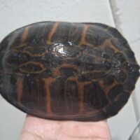 アラバマレッドベリー（甲長約14,5cm）