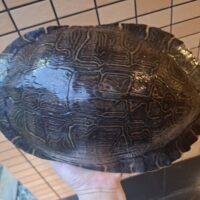 リバークーター（甲長約30cm）メス