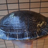 リバークーター（甲長約30cm）メス