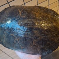 リバークーター（甲長約28cm）メス