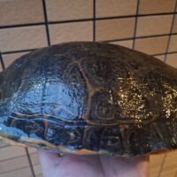 リバークーター（甲長約28cm）メス