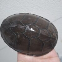 ハーレラドロガメ（甲長約12cm）WCメス