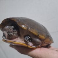 ハーレラドロガメ（甲長約12cm）WCメス