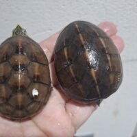 ミスジドロガメ（オス5,6cm、メス6,3cm）ペア