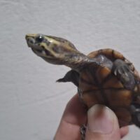 ミスジドロガメ（オス5,6cm、メス6,3cm）ペア