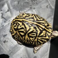 フロリダハコガメ（24CB）甲長約10cm メス