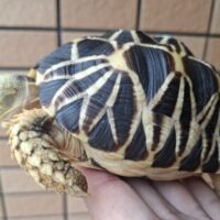 ビルマホシガメ（甲長約１３cm）多分メス（登録番号250-005961号/有効期限2030年8月15日）