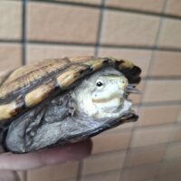 キイロドロガメ（甲長11cm）CBオス