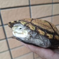 キイロドロガメ（甲長11cm）CBオス
