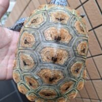 カロリナダイヤモンドバックテラピン（ハイカラー）甲長約16cmメス