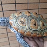 カロリナダイヤモンドバックテラピン（ハイカラー）甲長約16cmメス