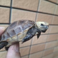 エロンガータリクガメ（25CB）甲長約5,5cm