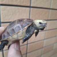 エロンガータリクガメ（25CB）甲長約5,5cm
