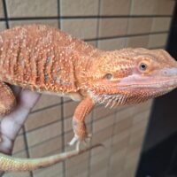 フトアゴヒゲトカゲ（ダークレッドクロス）約50cm オス
