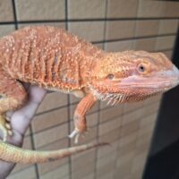 フトアゴヒゲトカゲ（ダークレッドクロス）約50cm オス