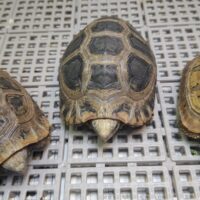 エロンガータリクガメ（甲長約9～12cm）国内CB