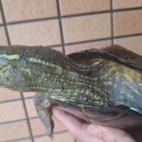 オオアタマクサガメ（甲長約21cm）頭幅約45mm