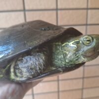 オオアタマクサガメ（甲長約21cm）頭幅約45mm