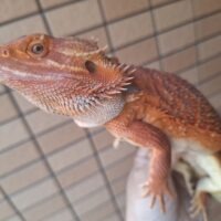 フトアゴヒゲトカゲ（ダークレッドクロス）約50cm オス