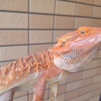 フトアゴヒゲトカゲ（ダークレッドクロス）約50cm オス