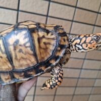 トウブハコガメ（甲長約15cm）23CB オス