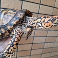 トウブハコガメ（甲長約15cm）23CB オス