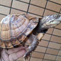 トウブハコガメ（甲長約15cm）23CB メス
