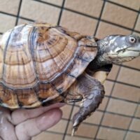 トウブハコガメ（甲長約15cm）23CB メス