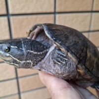 ミシシッピニオイガメ（甲長約12cm）WC メス