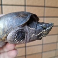 ミシシッピニオイガメ（甲長約12cm）WC メス