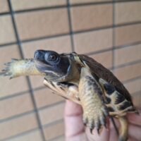 モリイシガメ（イエロー血統）25CB 甲長約8,5cm