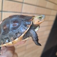 チュウゴクセマルハコガメ（甲長約8cm）25CB TSDオス