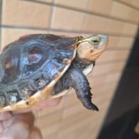 チュウゴクセマルハコガメ（甲長約8cm）25CB TSDオス