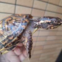 トウブハコガメ（甲長約10cm）