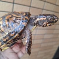 トウブハコガメ（甲長約10cm）