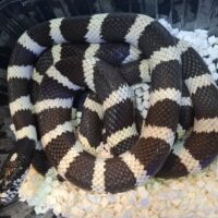 カリフォルニアキングスネーク（デザートバンデッド）約120cm オス