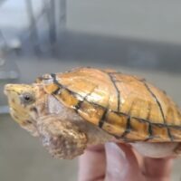 スジクビヒメニオイガメ（ブラックウォーリア）甲長約8cm オス