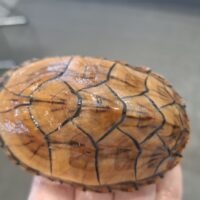 スジクビヒメニオイガメ（ブラックウォーリア）甲長約8cm メス