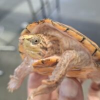 スジクビヒメニオイガメ（ブラックウォーリア）甲長約8cm メス
