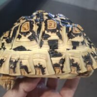 ヒョウモンリクガメ（甲長約12cm）